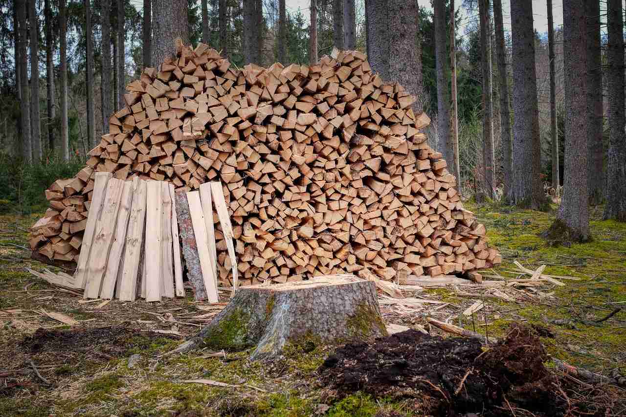 ekologie, tezba dřeva, udržitelnost-1